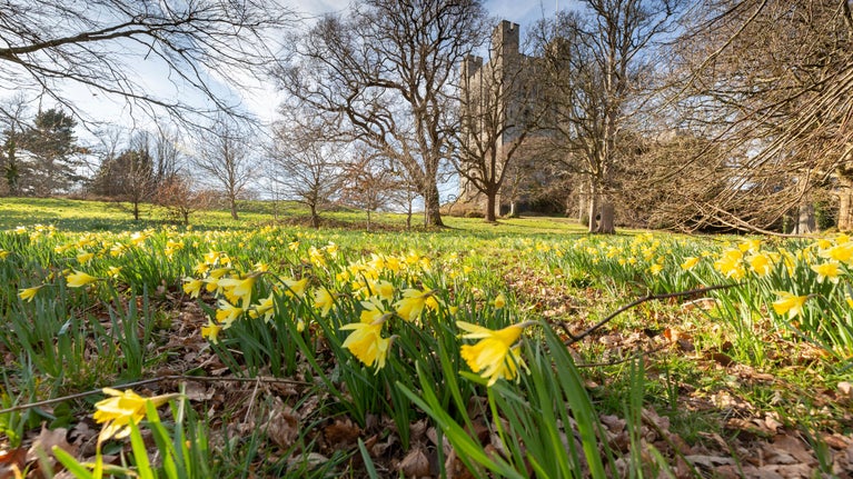 Daffodils blooming in grass in the park at Penrhyn Castle and Garden, Gwynedd, Wales, with bare-branched trees and the castle in the background